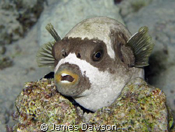 Masked Pufferfish shot with a Canon G9 and internal strobe by James Dawson 